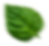 shape