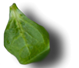 shape